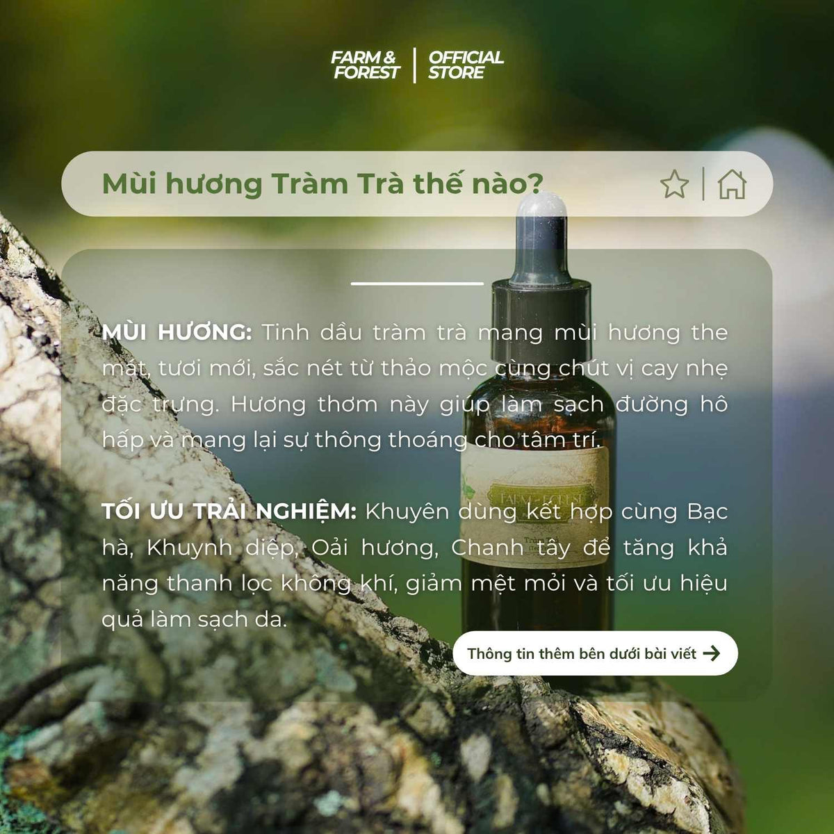 Tinh Dầu Tràm Trà
