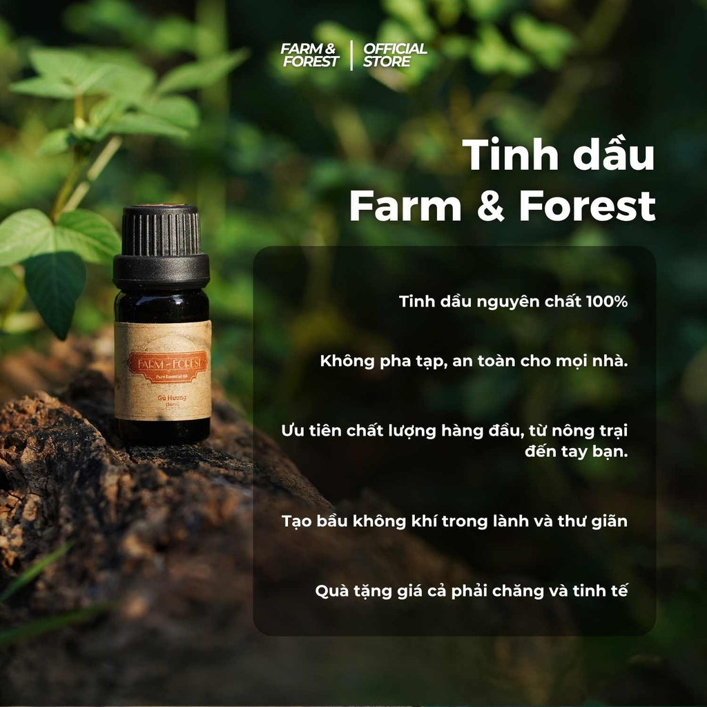 Tinh Dầu Gỗ Xá Xị