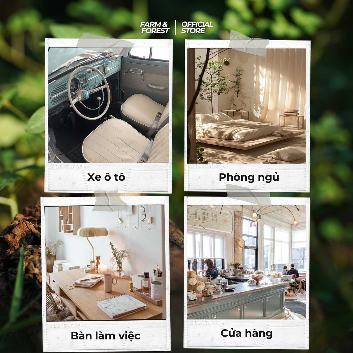Tinh Dầu Gỗ Pơmu