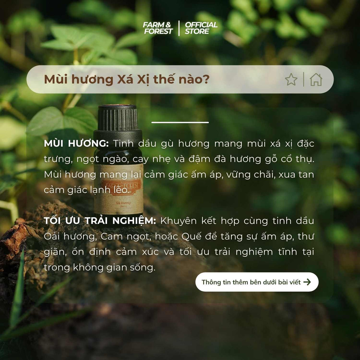 Tinh Dầu Gỗ Xá Xị