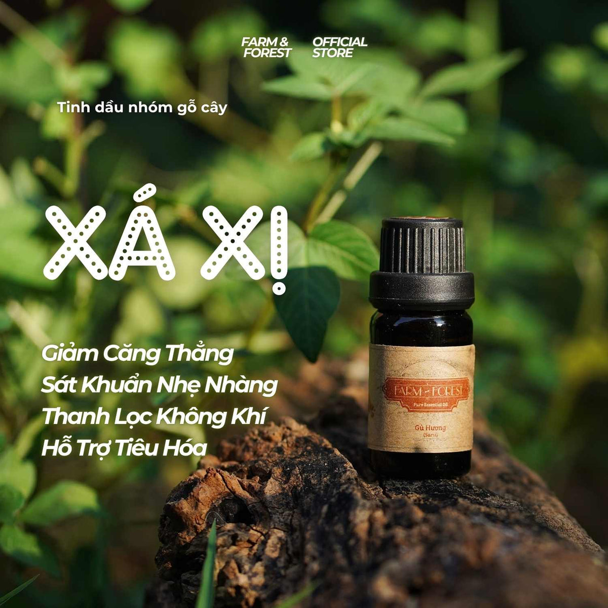 Tinh Dầu Gỗ Xá Xị